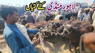 Katta Farming In Lahore Cow Mandi Updates Katti Farming Business Plan Kattian & Kattay Farming