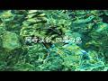 【復活版】4K + 自然環境音 / 阿寺渓谷の四季 / プチ総集編 / 15年通いHD・4K撮影した中の4K撮影の極一部です