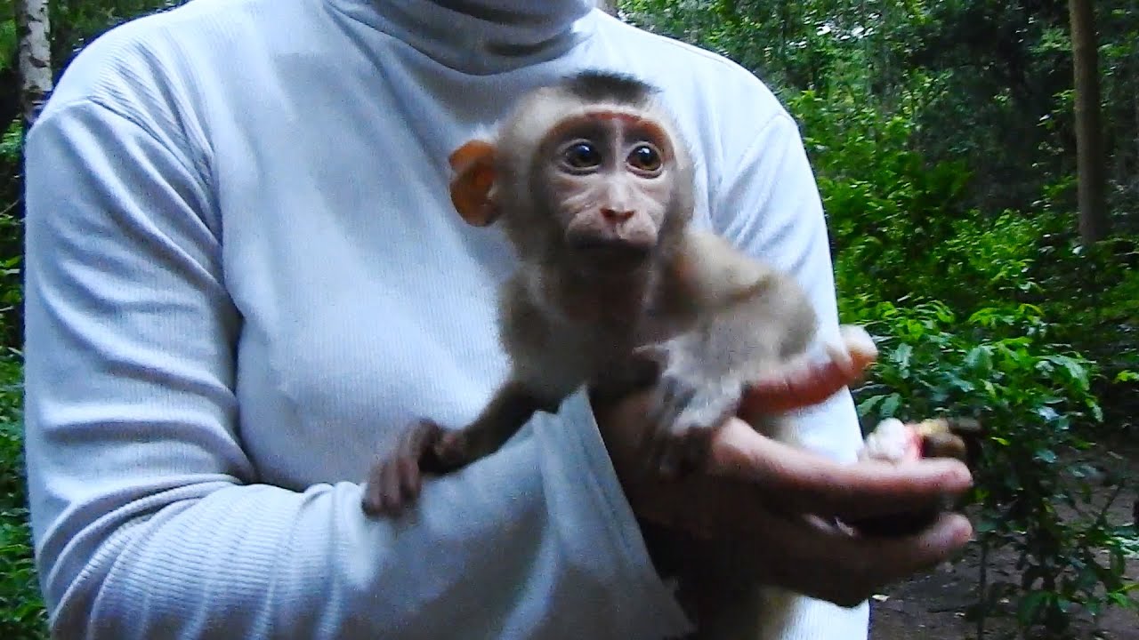Breaking News 2nd August 2022 A couple release male baby monkey at Sovana team home