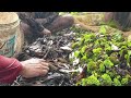 Fishing under grass in river with Long net fishing tools - best hand catching fishing in river