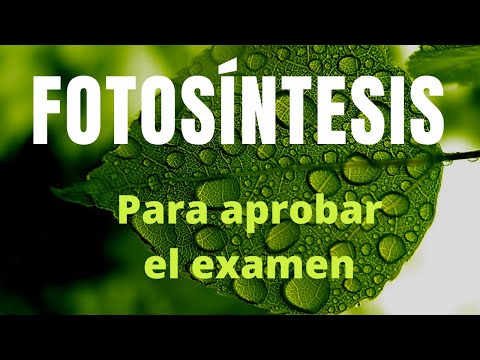 Vídeo: Què produeix la fotosíntesi?