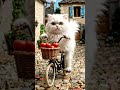Cute Kitty Brings Tomatoes Home 🍅🐱 #CuteKitty #Tomato #CatCartoon #CuteAnimal #ToddlerVideos