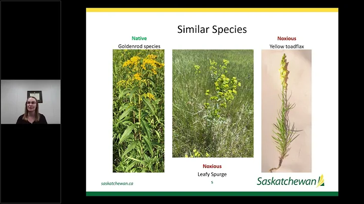 Invasive Species Webinar Series: Common Tansy