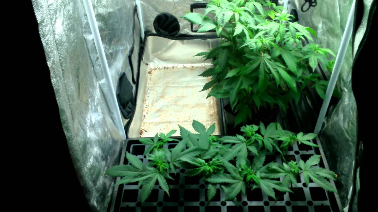 Hey its ur boy seedless0420 and I'm back lol