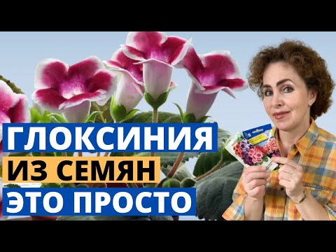 Глоксиния из семян в домашних условиях пошаговое