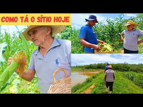 ? Como tá o Sítio Após o Início das Chuvas ?️ Diferença Incrível a Natureza é Perfeita +Colheita