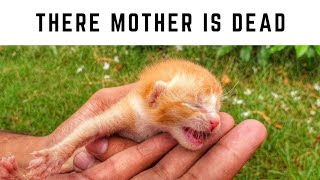 Try to save life of 3 days old newborn kittens