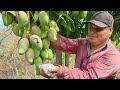 Abono potente para plantas de mango cuaja todo el fruto de manera exagerada