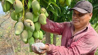 Abono potente para plantas de mango cuaja todo el fruto de manera exagerada by Siembras y Cosechas 6,399 views 1 month ago 2 minutes, 50 seconds