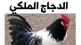 الدجاج الملكي