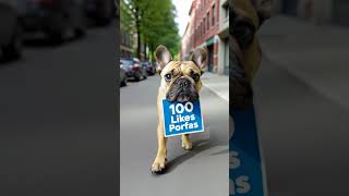 un perro buldog frances en una calle