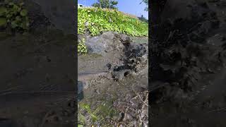 Download Lagu Catching a Giant Snakehead in Shallow Mud! 🎣 MP3