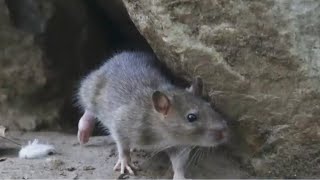 Whos Been Selected Rat Czar? A Woman With A Big Task Ahead