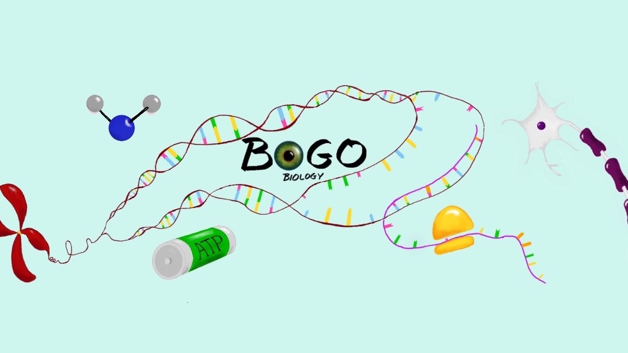 Welcome to BOGObiology! - YouTube