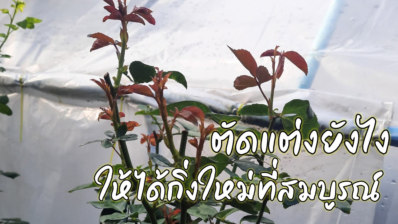 การตัดแต่งกิ่ง | กุหลาบเลื้อยและพุ่ม | EP.276 | ตัดยังไงให้กิ่งใหญ่