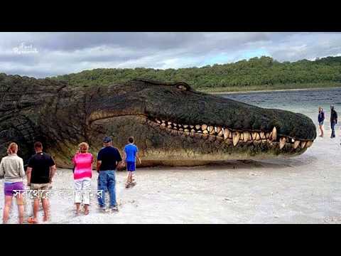 ভিডিও: সিংহ মাছ। জেব্রা মাছ। ছবি, বর্ণনা