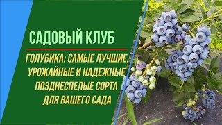 ГОЛУБИКА САМЫЕ ЛУЧШИЕ И УРОЖАЙНЫЕ КРУПНОПЛОДНЫЕ СОРТА ПОЗДНЕГО СРОКА