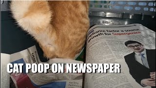 How cat poop on newspaper