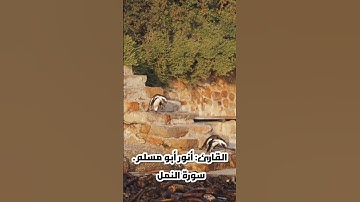 #القارئ #سورة #أنور #أبو_مسلم #النمل #القرآن_الكريم  #اسلام_صبحي #تلاوات #ايات_من_القران