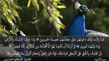 الصفحة 323 سورة الأنبياء بصوت القارئ المهندس أحمد فايز الحراسيس