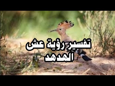 تفسير رؤية عش الهدهد