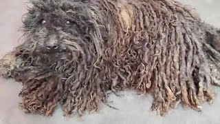 @PettyRescue  alweys here to help such dog  Rescue #hungarian puli #Pulidog