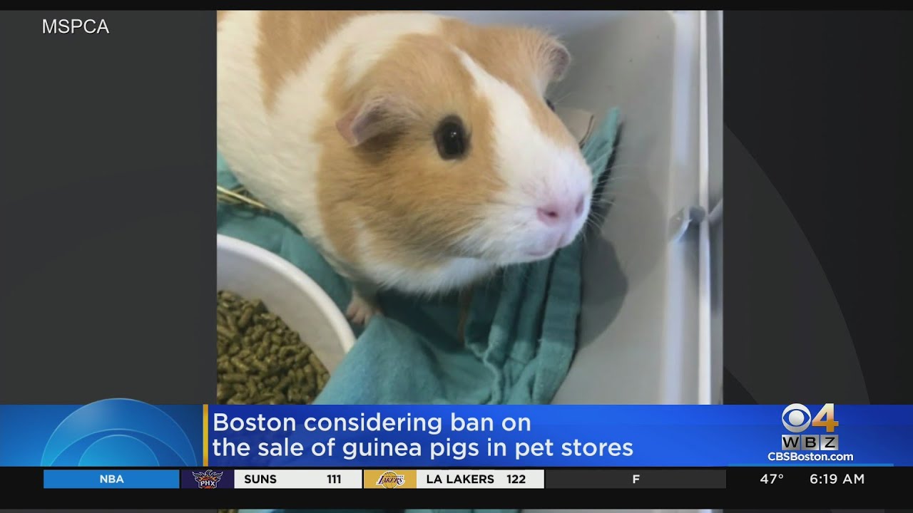 Boston City Council looks at banning guinea pig sales in pet shops