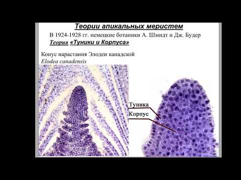 Гистология Лекция 04 Меристемы Первичные покровные ткани