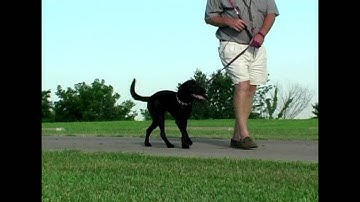 Smartwork Formal Obedience in brief