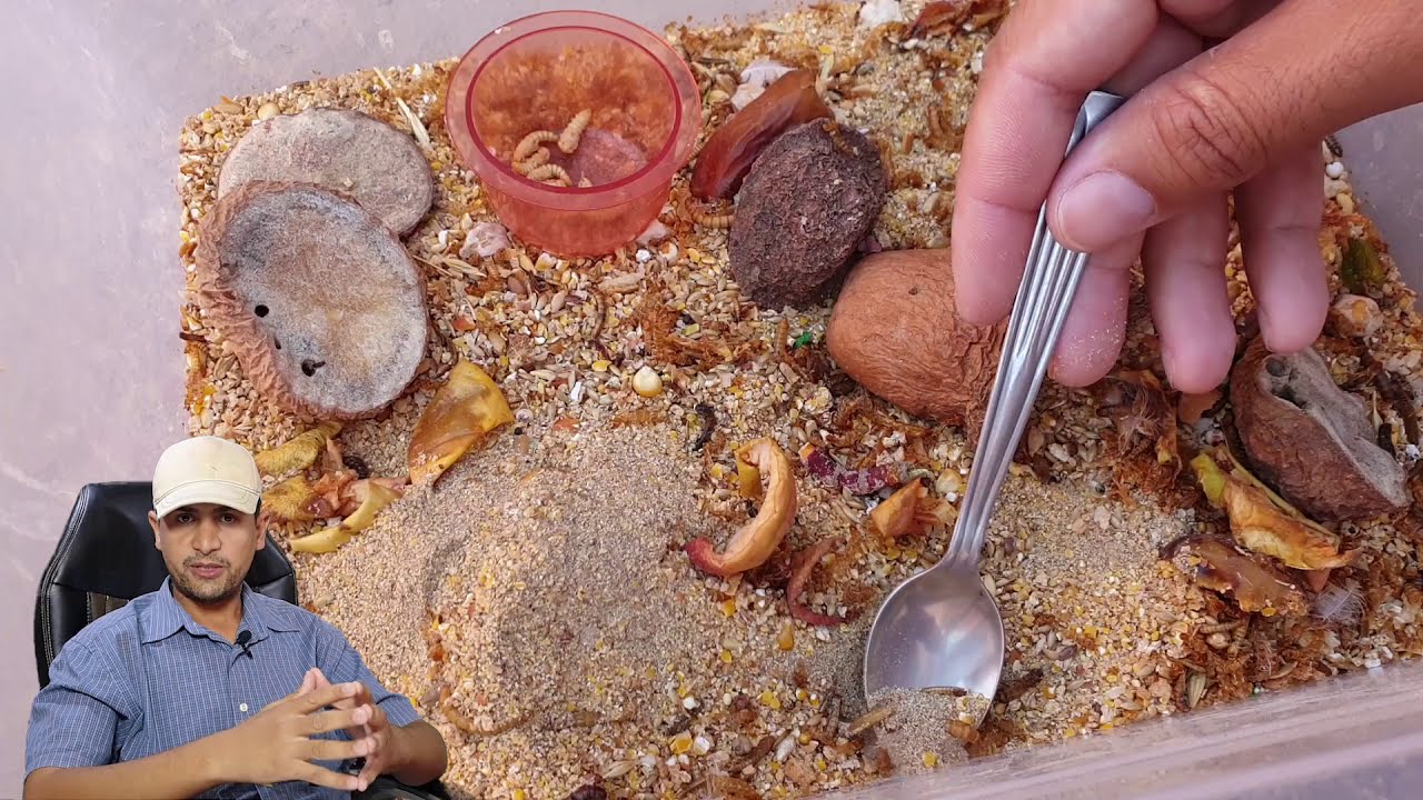 انتاج ديدان القبابي