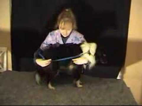 Animal Restraint & Handling VET 105 Part 1