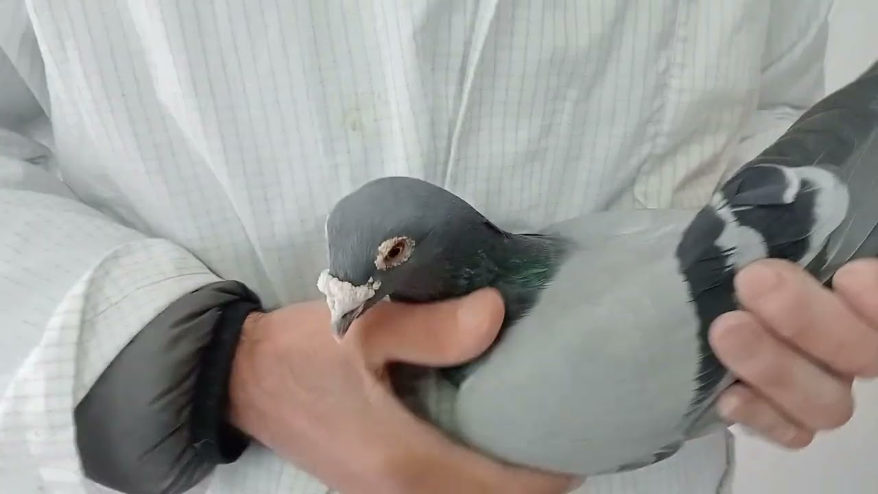 CEL MAI BUN REPRODUCĂTOR-din Crescătoria Otto Mircea 👍🕊️👍