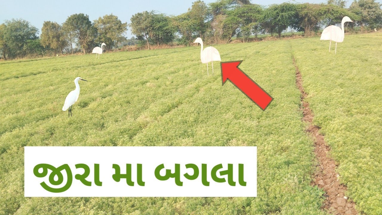 જીરા મા બગલા || જીરાની ખેતી | જીરુ પાકવાની તૈયારી | cumin farming tips