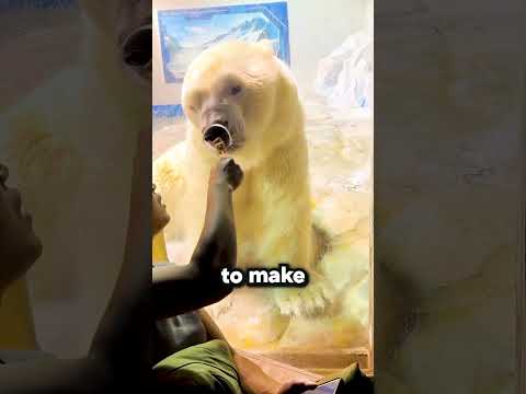 الدب القطبي يصاب بنوبة غضب بسبب قضمة واحدة