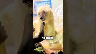 Polar Bear Throws A Tantrum For One Bite