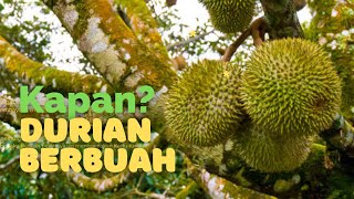 KAPAN DURIAN BERBUAH?