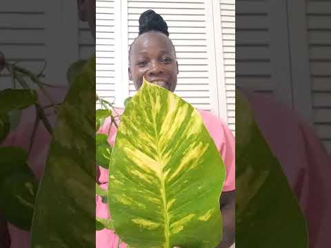 WHAT S THE NAME GUYS 