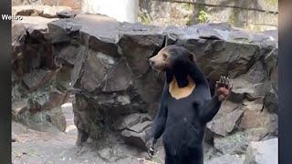 Bear Or Human? See The Viral Video Of The Sun Bear Zoo Animal Sparking Debate