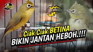 Ciak Ciak Kecial Kuning BETINA‼️Ampuh Bikin Kecial Jantan HEBOH RIBUT NYAUT‼️| PEPADU KECIAL
