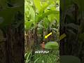 کار جالب مردم اندونزی با درخت موز کار جالب مردم اندونزی با درخت موز
