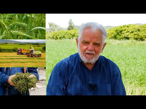 Βίντεο: Καλλιέργεια φυτών Asafetida - Μάθετε πώς να καλλιεργείτε την Asafetida στον κήπο