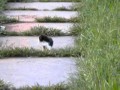 Funny adorable 4 week old kitten chases after feet