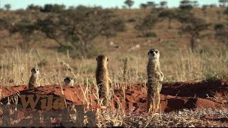 WildEarth - Sunset Safari - 27 June 2020