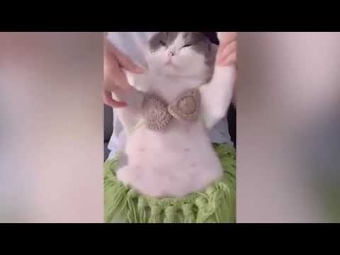 Cute Funny and Smart Pets Compilation Ep 02 - Goofy Pets Video 2020