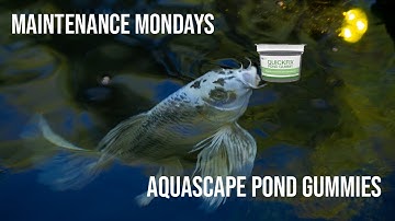MAINTENANCE MONDAY EP. 1: Quick Fix Pond Gummy from Aquascape