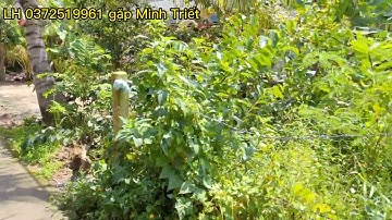 MS23(Đã bán)LÔ ĐẤT ĐẸP MẶT TIỀN ĐƯỜNG ĐAN 3,5m, NGANG 8m DÀI 28,3m (225,2m² CÓ 100m²TC). GIÁ #650tr.