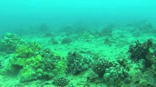 Download lagu ShoreLine Divahz Episode 1