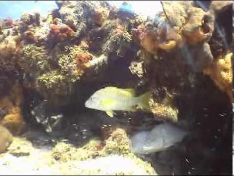 Diving Cozumel - Palancar Gardens & Paradise Reef - Karyna Irma & Guillermo