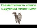 С Кем Может Жить Кошка &amp; С Какими Животными Уживется Кошка. Ветклиника Био-Вет