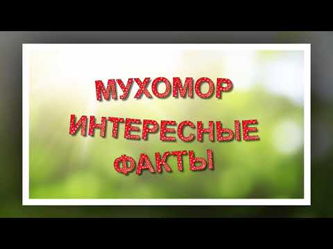 Мухомор красный. Топ  фактов про мухомор. Легенда о мухоморе красном.